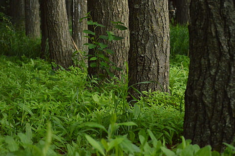 rijen, bomen, natuur, fabriek, gras, groen, landelijk, schors, boomstam, bossen, buiten, Bos, boom, schoonheid in de natuur, romp, land-, groene kleur, groei, kalmte, bos-, scenics - natuur, milieu, weelderig gebladerte, rustige scène, gebladerte, landschap, geen mensen, buitenshuis, naaldboom, regenwoud, 5K, CC0, publiek domein, royaltyvrij