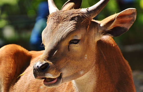 brązowy, zdjęcie cielę zbliżenie, dzień, cielę, zbliżenie, zdjęcie, banteng, wołowina, bos javanicus, dziki, fotografia dzikiej przyrody, ogród zoologiczny, hellabrunn, Monachium, portret zwierzęcia, Natura, dzikie zwierze, zwierzę, jedno zwierzę, tematy zwierzęce, głowa zwierzęcia, na dworze, ssak, zwierzęca przyroda, skupić się na pierwszym planie, kręgowiec, żadnych ludzi, część ciała zwierzęcia, zwierzęta domowe, światło słoneczne, zwierzęta na wolności, roślinożerny, żywy inwentarz, jeleń, 4K, CC0, domena publiczna, darmowe zdjęcia