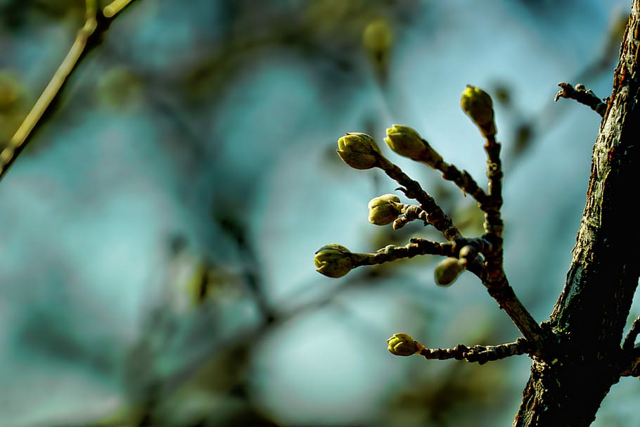 naturalesa, full, arbre, planta, brots de flors d'arbre, cireres de kornell, creixement, centrar-se en primer pla, primer pla, bellesa a la natura, cap gent, dia, enfocament selectiu, branca, a l'aire lliure, tranquil·litat, color verd, flor, inicis, brot, tija de la planta, planta amb flors, liquen, 5K