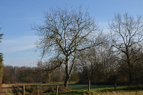 Obstgarten, Obstbaum, Frühling, Baum, Natur, Feld, Wiese, blauer Himmel, Sonnenschein, draußen, Jahreszeit, Wald, Pflanze, kahler Baum, Ruhe, ruhige Szene, Himmel, Land, Nicht-städtische Szene, Schönheit in der Natur, Szenen - Natur, Landschaft, keine Leute, Tag, Ast, Gras, Wachstum, Umgebung, 4K, CC0, gemeinfrei, lizenzfrei
