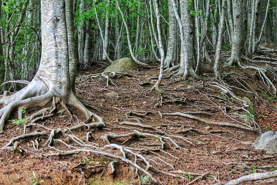 grøn, blad træfotografering, grønt blad, træ, fotografering, natur, rødder, træer, Skov, træstamme, udendørs, plante, jord, bagagerum, rod, vækst, ro, ingen mennesker, skønhed i naturen, dag, plante del, rolig scene, miljø, mos, ikke-urbane scene, scenics - natur, regnskov, 4K