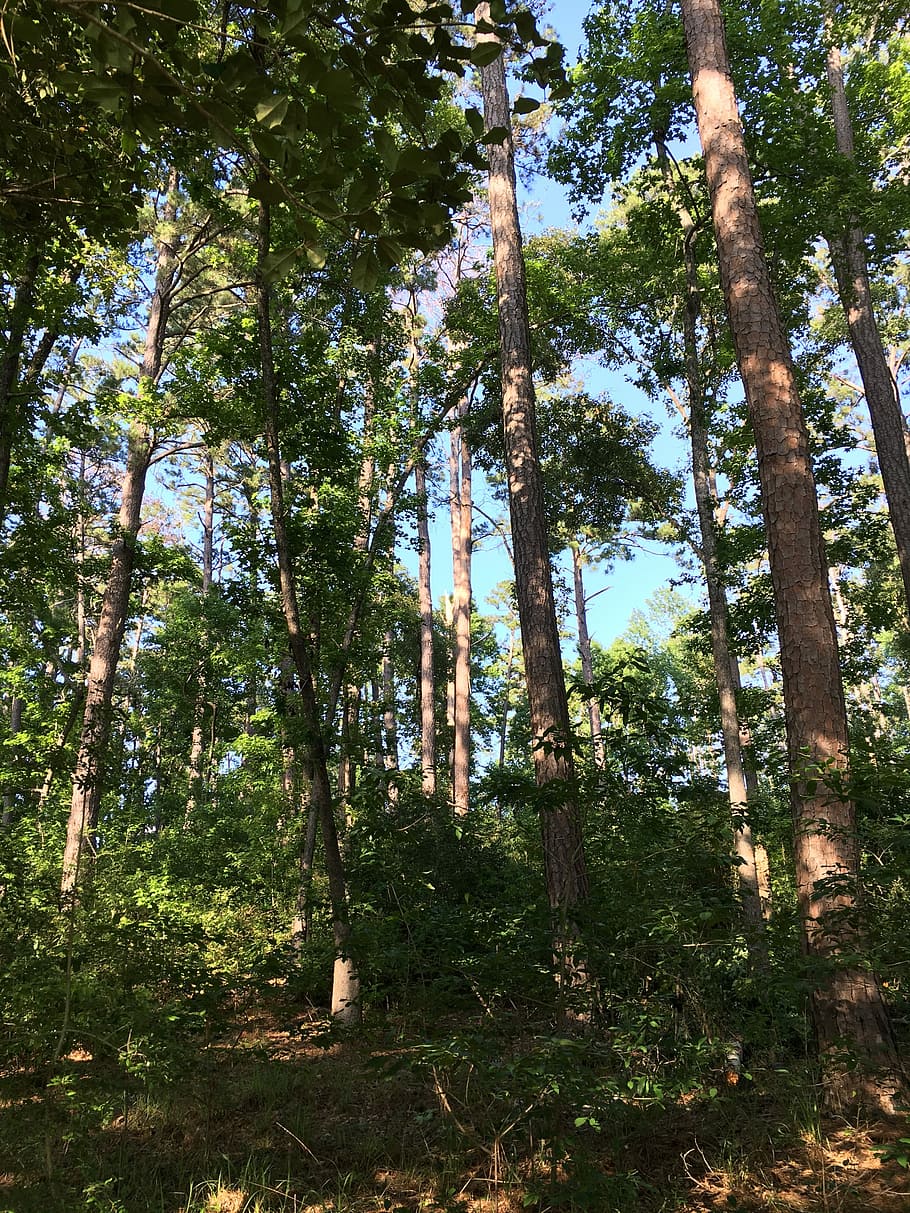 bosc, naturalesa, arbres, verd, parc, vegetació, desert, aventura, parc estatal, texas, arbre, tronc de l'arbre, dia, planta, terra, tronc, creixement, tranquil·litat, bellesa a la natura, escena tranquil·la, cap gent, escenics - natura, color verd, a l'aire lliure, vista d’angle baix, cel, llum solar, bambú - planta, 4K