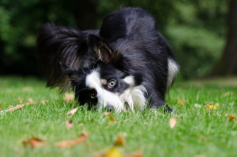divertit, estrany, vista, border collie, gos pastor britànic, estiu, parc, bonic, mamífer, temes d'animals, animal, un animal, herba, nacional, animals domèstics, mascotes, planta, caní, gos, vertebrats, naturalesa, color verd, cap gent, estirat, enfocament selectiu, dia, a l'aire lliure, gos de pura raça, 4K, CC0, domini públic, lliure de regalies