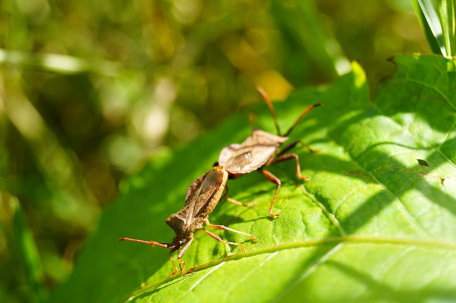 escarabat, maridatge, insecte, naturalesa, tancar, reproducció, fauna animal, part de la planta, full, temes d'animals, invertebrat, animal, animals a la natura, un animal, color verd, primer pla, Llagosta, planta, dia, cap gent, centrar-se en primer pla, a l'aire lliure, creixement, llum solar, 4K