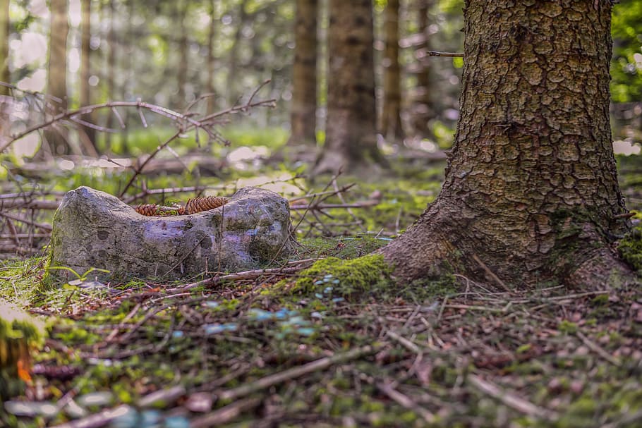 foresta, raggio di luce, sole, umore, luce, ombra, alberi, misticismo, illuminazione, allagato, natura, autunno, giallo, mistico, Morgenstimmung, Alba, mattina, albero, bosco, all'aperto, tronco d'albero, pianta, foglia, muschio, colore verde, nessuno, giorno, tronco, terra, messa a fuoco selettiva, campo, la tranquillità, crescita, animale, erba, concentrarsi sulle conoscenze acquisite, bellezza nella natura, parte vegetale, vista laterale, 5K