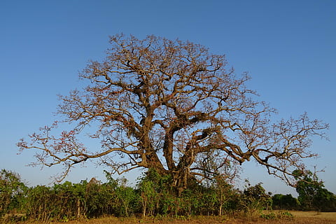 tree, old, heritage, flower, shimul, bombax ceiba, cotton tree, red silk-cotton, red cotton tree, silk-cotton, kapok, ceiba pentandra, bombacaceae, bhimgadh, karnataka, india, plant, beauty in nature, sky, tranquility, nature, no people, field, environment, landscape, scenics - nature, clear sky, blue, land, tranquil scene, growth, day, grass, non-urban scene, outdoors, semi-arid, arid climate, 2K, CC0, public domain, royalty free