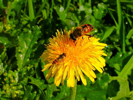 haşarat, hoverfly, doğa, çiçek, bir hayvan, böcek, vahşi hayvanlar, hayvan temaları, bitki, çiçekli bitki, omurgasız, hayvan yaban hayatı, hayvan, doğada güzellik, taçyaprağı, kırılganlık, büyüme, tazelik, bal arısı, Güvenlik açığı, çiçek kafa, kapatmak, çiçeklenme, Sarı, tozlaşma, insansız, polen, 1080P, CC0, kamu malı, telif ücretsiz
