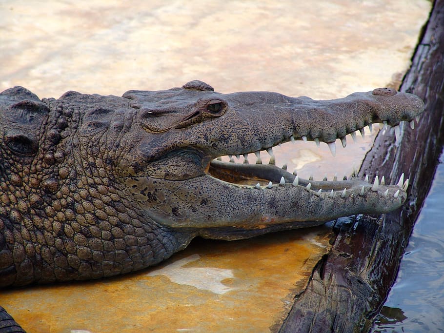 cocodril, riu, risc, perillós, rèptil, dent, aigua, un animal, animal, temes d'animals, fauna animal, animals a la natura, part del cos dels animals, cap gent, primer pla, vertebrats, dents d’animals, dia, cap d’animals, centrar-se en primer pla, naturalesa, boca, boca oberta, boca d’animals, musell, 1080P