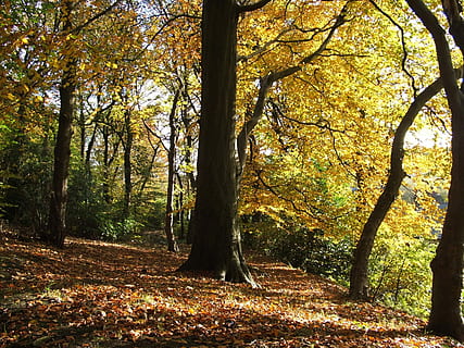 árbol, caída del otoño, vistoso, arboles, otoño, el maletero, bosque, tronco de arbol, hoja, planta, tierra, cambio, naturaleza, crecimiento, tranquilidad, belleza en la naturaleza, escena tranquila, día, paisajes - naturaleza, escena no urbana, parte de la planta, nadie, al aire libre, hojas, 1080P, CC0, dominio público, libre de derechos