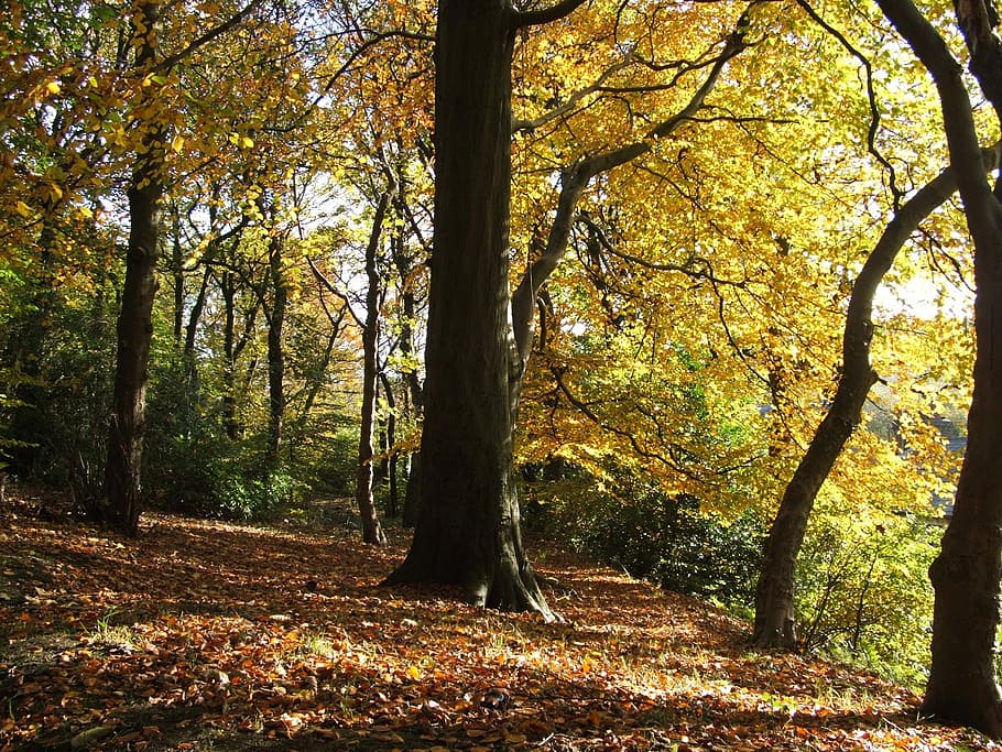 árbol, caída del otoño, vistoso, arboles, otoño, el maletero, bosque, tronco de arbol, hoja, planta, tierra, cambio, naturaleza, crecimiento, tranquilidad, belleza en la naturaleza, escena tranquila, día, paisajes - naturaleza, escena no urbana, parte de la planta, nadie, al aire libre, hojas, 1080P