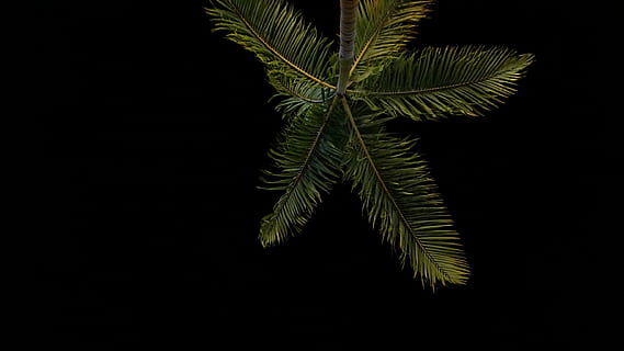 low, angle photo, palm tree, taken, nighttime, angle, photography, coconut, tree, night, time, dark, sky, plant, nature, leaf, no people, black background, studio shot, close-up, copy space, growth, plant part, green color, beauty in nature, indoors, cut out, freshness, natural pattern, palm leaf, 2K, CC0, public domain, royalty free
