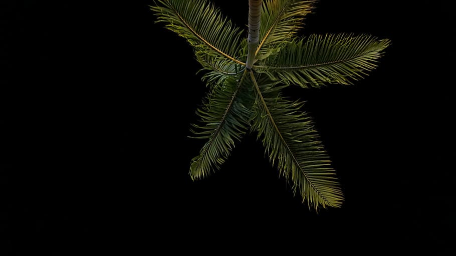 low, angle photo, palm tree, taken, nighttime, angle, photography, coconut, tree, night, time, dark, sky, plant, nature, leaf, no people, black background, studio shot, close-up, copy space, growth, plant part, green color, beauty in nature, indoors, cut out, freshness, natural pattern, palm leaf, 2K