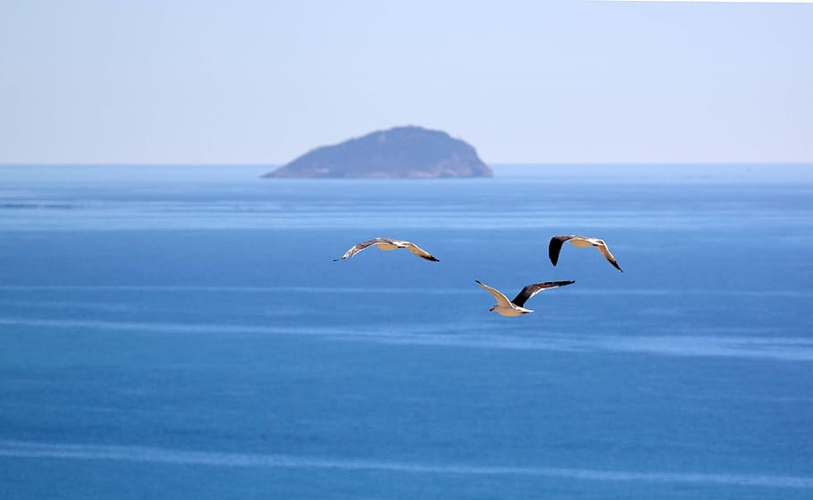 gabbiano, Ave, mare, fauna selvatica, temi animali, animali allo stato selvatico, animale, uccello, vertebrato, acqua, volante, cielo, bellezza nella natura, natura, gruppo di animali, ali spiegate, orizzonte sull'acqua, giorno, nessuno, orizzonte, scenics - natura, all'aperto, 4K