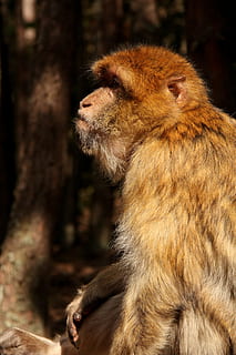 mico, bosc, zoo, mico, bosc, un animal, fauna animal, animals a la natura, babuí, cap gent, animal, temes d'animals, mamífer, primat, vertebrats, centrar-se en primer pla, mirant cap a fora, mirant, primer pla, dia, marró, pèl d’animals, arbre, naturalesa, cap d’animals, vista del perfil, contemplació, 4K, CC0, domini públic, lliure de regalies