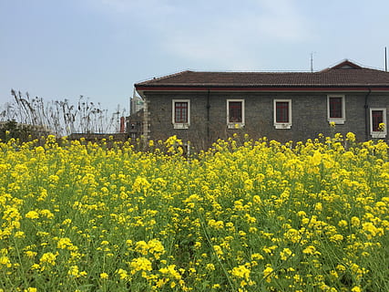 våldta, litet hus, visningar, blomma, gul, rapsolja, lantbruk, landsbygden scen, beskära, blommande växt, växt, arkitektur, byggnad, natur, byggd struktur, skönhet i naturen, byggnad exteriör, himmel, tillväxt, fält, friskhet, landa, inget folk, dag, landskap, utomhus, springtime, rabatt, 2K, CC0, offentligt domän, royaltyfria