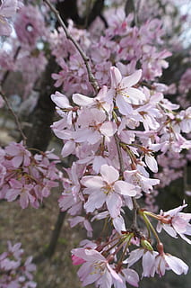 primăvară, cireș, flori, soare, raze de soare, primăvară, cireașă, Castelul wakayama, cherry blossom vizualizare, Aprilie, flori de primăvară, sakura, roz, frumos, a inflori, Japonia, natural, natură, copac, floare, culoarea roz, ramură, inflori, plantă, petală, cap de floare, sezon, frunze, a închide, în aer liber, prospeţime, frumusețe în natură, fragilitate, planta cu flori, vulnerabilitate, creştere, zi, nici o persoana, floare de cires, inflorescenţă, polen, cires, buchet de flori, 5K, CC0, domeniu public, fără drepturi de autor