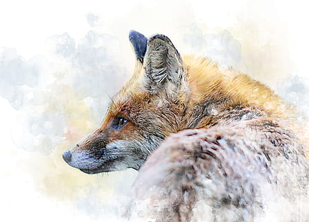 fotografia naturalistica, Marrone, Volpe, bestia, predatore, testa Rossa, animale della foresta, mondo animale, la volpe rossa, natura, animale selvatico, un animale, animale, temi animali, mammifero, la neve, cane, canino, giorno, temperatura fredda, luce del sole, inverno, domestico, nessuno, fauna selvatica, animali allo stato selvatico, animali domestici, analizzare, cercare, guardare, parte del corpo animale, all'aperto, testa di animale, vista profilo, 4K, CC0, dominio pubblico, privo di copyright