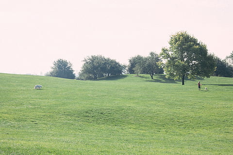 caminar, gossos, parc, paisatge, naturalesa, herba, agricultura, escena rural, camp, prat, granja, a l'aire lliure, pastures, estiu, escena no urbana, color verd, arbre, curs de golf, golf, planta, esport, activitat, activitat d'oci, cel, dia, terra, verd - camp de golf, bellesa a la natura, cel clar, persones reals, escena tranquil·la, homes, 4K, CC0, domini públic, lliure de regalies