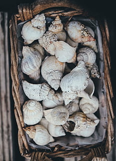 superiore, guarda la fotografia, conchiglie, cestino, conchiglia, collezione, arredamento, di vimini, cibo, cibo e bevande, grande gruppo di oggetti, nessuno, avvicinamento, natura morta, benessere, fungo, verdura, mangiare sano, freschezza, legno - materiale, direttamente sopra, fungo commestibile, in casa, ingrediente, vista dall'alto, guscio di animale, 4K, CC0, dominio pubblico, privo di copyright