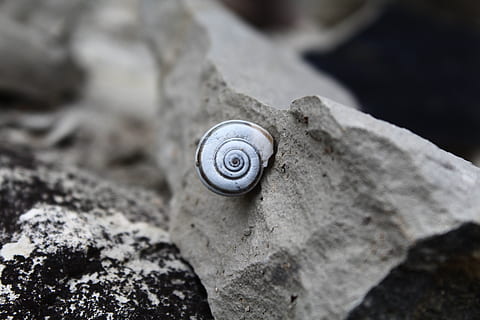 Caracol, pedra, espiral, Concha, perto, sólido, molusco, fechar-se, animal, concha animal, animais selvagens, Rocha, temas animais, rock - objeto, ninguém, invertebrado, dia, gastrópode, natureza, ao ar livre, um animal, focar em primeiro plano, concreto, 5K, CC0, domínio público, royalty free