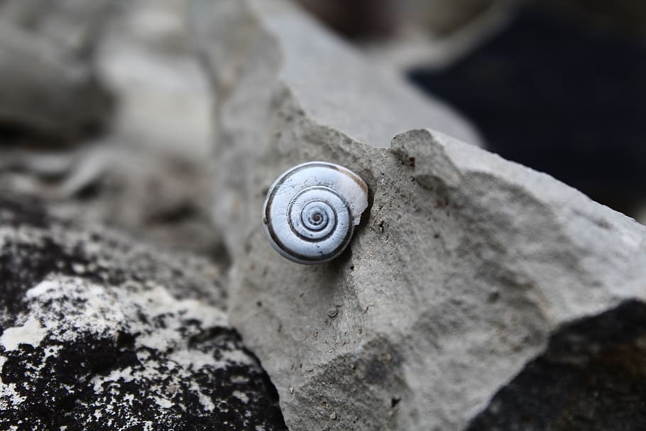 hlemýžď, kámen, spirála, shell, zavřít, pevný, měkkýš, detail, zvíře, zvířecí shell, zvířat, Skála, rock - objekt, nikdo, bezobratlý, den, plži, Příroda, venku, jednoho zvířete, zaměřit se na popředí, beton, 5K