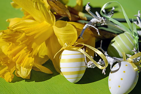 yellow, daffodil flower, multicolored, easter eggs, easter theme, easter, painted, plastic, daffodils, easter decorations, customs, easter greeting, happy easter, close, spring, decoration, celebration, season, springtime, nature, plant, flowering plant, flower, freshness, close-up, no people, food and drink, food, growth, beauty in nature, leaf, plant part, green color, table, outdoors, day, healthy eating, selective focus, flower head, 4K, CC0, public domain, royalty free