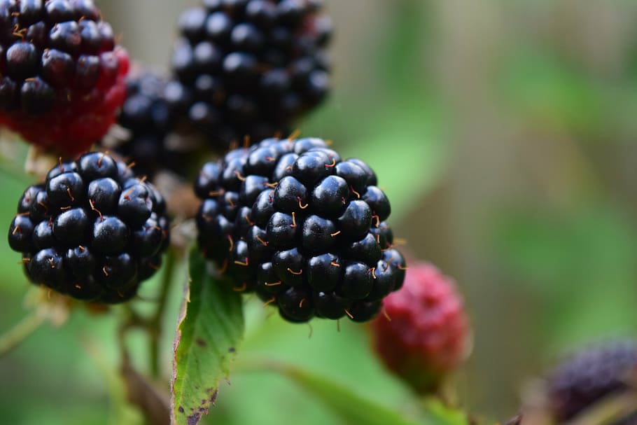 selektiv, Foto fokussieren, Brombeeren, schließen, reif, Obst, Natur, Essen, gesund, Früchte, köstlich, Vitamine, schwarz, rot, Beeren, Buchse, Bett, Lebensmittel, Beerenfrucht, Frische, Brombeere, Sommer-, organisch, Nahansicht, gesundes Essen, Himbeere, Blatt, Essen und Trinken, Wohlbefinden, Pflanze, schwarze Farbe, Fokus auf den Vordergrund, Wachstum, keine Leute, selektiver Fokus, Pflanzenteil, Antioxidans, 5K