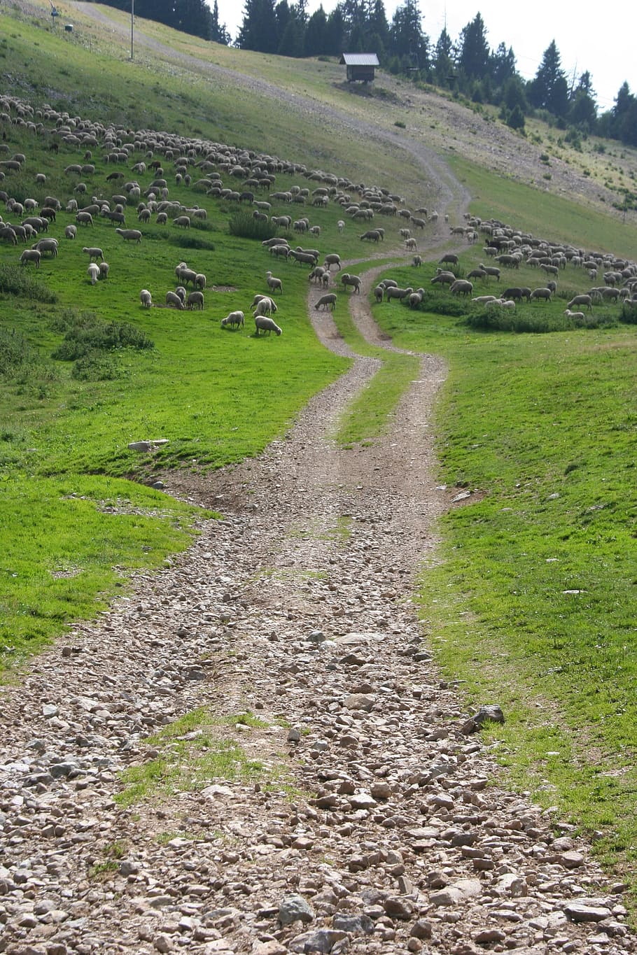 Pfad, Berg, Wandern, Schaf, Bergwiesen, Landschaft, Gras, Pflanze, Umgebung, Straße, Transport, Feld, ruhige Szene, Land, grüne Farbe, Natur, Richtung, Tag, Schönheit in der Natur, Ruhe, der Weg nach vorn, Szenen - Natur, keine Leute, Schmutz, Vieh, draußen, 2K