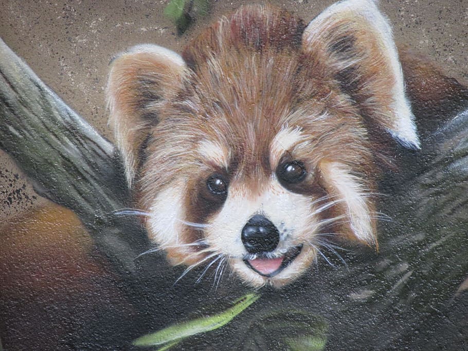 Panda, Bär, Wandkunst, Wand, Zoo, Berlin, lichtenberg, Deutschland, Tier, süß, Natur, Tierfotografie, Tierwelt, Tierpark Berlin, Hauptstadt, Malerei, verschönern, Wandgemälde, Farbe, zeichnen, Zeichnung, ein Tier, Tierthemen, Säugetier, Wirbeltier, Hund, inländisch, Eckzahn, Haustiere, Porträt, Kamera betrachten, Nahansicht, keine Leute, Tag, High Angle View, Tierkörperteil, Entspannung, Fokus auf den Vordergrund, braun, pommerschen, Tierkopf, Whisker, 4K