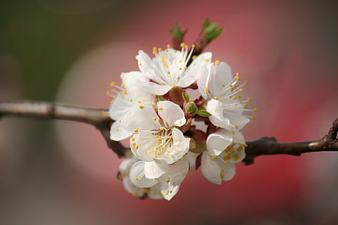 blanc, marieta, cirera, flor, planta amb flors, planta, fragilitat, frescor, vulnerabilitat, bellesa a la natura, pètal, primavera, creixement, primer pla, arbre, branca, naturalesa, cap de flor, inflorescència, pol·len, flor de cirerer, cap gent, a l'aire lliure, cirerer, flor de pruna, 2K, CC0, domini públic, lliure de regalies