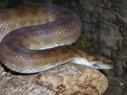 pitone, pitone maculato, pitone della sabbia, antaresia childreni, Australia, serpente, animale, rettile, temi animali, fauna selvatica, animali allo stato selvatico, vertebrato, un animale, avvicinamento, nessuno, segnale di pericolo, natura, cartello, parte del corpo animale, scala animale, giorno, concentrarsi sulle conoscenze acquisite, comunicazione, roccia, all'aperto, velenoso, 1080P, CC0, dominio pubblico, privo di copyright