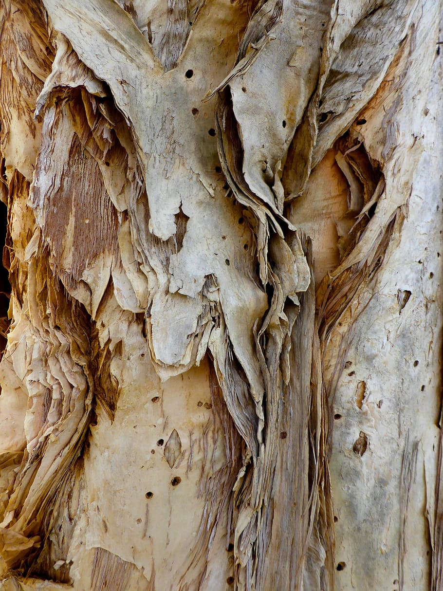 Borke, Papierrinde, Rau, Oberfläche, Nahansicht, texturiert, Textur, Muster, Baum, Natur, Holz, Papier-, natürlich, Vollbild, keine Leute, Hintergründe, Baumstamm, Kofferraum, Tag, Pflanze, Holz - Material, draußen, natürliches Muster, Pflanzenrinde, braun, beschädigt, Schönheit in der Natur, 4K