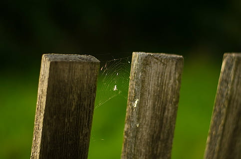 hek, web, spin, macro, insect, herfst, tuin-, hout - materiaal, natuur, barrière, grens, focus op de voorgrond, groene kleur, detailopname, geen mensen, fabriek, bescherming, veiligheid, boom, post, land-, houten paal, boomstronk, buitenshuis, getextureerde, schors, 1080P, CC0, publiek domein, royaltyvrij