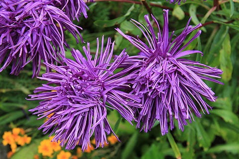tuvu, foto, violets, ziedlapiņas, ziedlapiņa, zieds, stariem aster, aster, zied, augu, kompozīti, asteraceae, margrietiņas, ray florets, izaugsmi, raksturs, skaistums dabā, nav cilvēku, svaigumu, nestabilitāte, neaizsargātību, ziedēšanas augs, tuvplāns, ziedu galva, koncentrēties uz jaunajām zināšanām, ziedkopas, dienā, botānika, ārā, 5K, CC0, publiskais domēns, bez atlīdzības