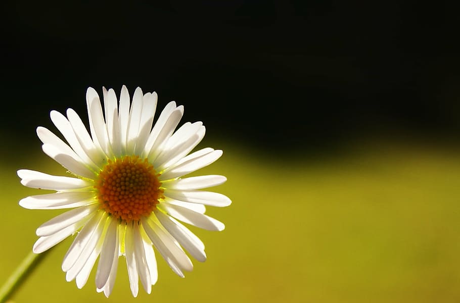 daisy, lys, støvdrager, makro, lys og skygge, blomst, kronblade, blomstrede, blomstring, blomstrende plante, friskhed, skønhed i naturen, kronblad, plante, skrøbelighed, sårbarhed, blomsterhoved, tæt på, blomsterstand, studio skud, hvid farve, ingen mennesker, vækst, natur, kopiere plads, pollen, sort baggrund, forår, blødhed, 2K