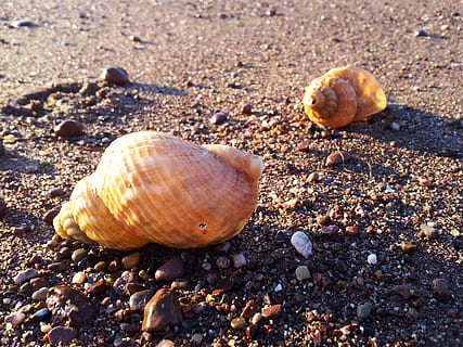 conchiglie, spiaggia, sabbia, riva, natura, mare, costa, naturale, conchiglia, marino, riva del mare, terra, guscio di animale, fauna selvatica, animale, nessuno, temi animali, avvicinamento, giorno, mollusco, animali allo stato selvatico, invertebrato, luce del sole, lumaca, gasteropode, all'aperto, un animale, 4K, CC0, dominio pubblico, privo di copyright