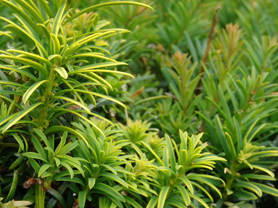 full, fulles, fons, naturalesa, arbust, cobertura, jardí, verd, fullatge, paisatgisme, planta, arbusts, creixement, color verd, part de la planta, bellesa a la natura, primer pla, cap gent, menjar i beguda, menjar, herba, a l'aire lliure, marc complet, dia, frescor, herba medicinal, agricultura, camp, jardineria, 5K