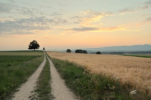 solnedgang, bakgrunn, landskap, tre, vei, Enger, humør, framsyn, Abendstimmung, evighet, natur, landlige scene, felt, jordbruk, scenics, himmel, sommer, utendørs, ikke-urbane scene, sky - himmel, gård, horisont over land, blå, horisont, skjønnhet i naturen, ingen folk, eng, land, gress, landskaper, ro, rolig scene, naturskjønnhet - natur, anlegg, miljø, veien forover, retning, vekst, idylliske, synkende perspektiv, 4K, CC0, offentlig domene, opphavsrett gratis