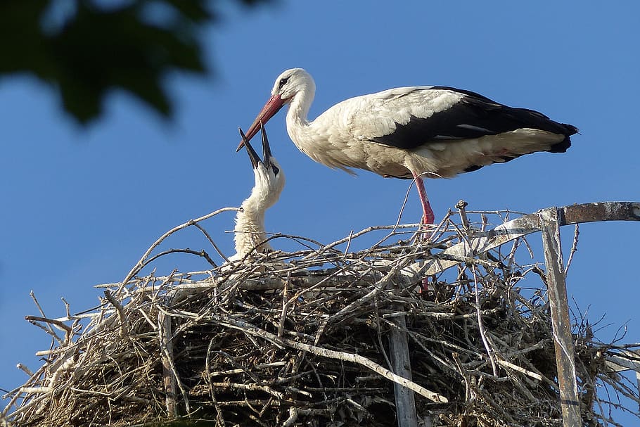 cigonya, ocell, cigonyes, volar, ploma, storchennest, bec gran, animal, fauna animal, temes d'animals, niu d’animals, animals a la natura, vertebrats, cigonya blanca, vista d’angle baix, arbre, planta, naturalesa, cel, cap gent, un animal, posat, blau, bec, a l'aire lliure, ocell d’aigua dolça, 2K