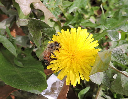 bee, dandelion, pollination, spring, yellow, pollen, weed, flower, flowering plant, insect, animal themes, invertebrate, animal, animals in the wild, plant, fragility, growth, vulnerability, animal wildlife, beauty in nature, one animal, plant part, leaf, freshness, close-up, flower head, no people, outdoors, bumblebee, 1080P, CC0, public domain, royalty free