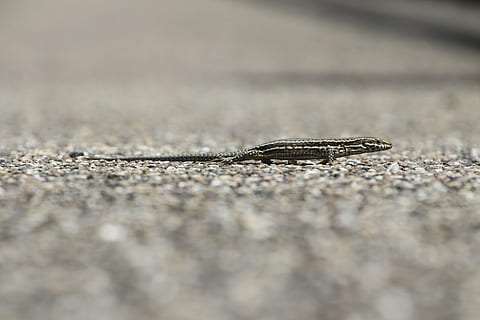Eidechse, Mauereidechse, echte Eidechse, Natur, Reptil, Tier, sonnig, Stein, Lauf, Deutschland, eifel, schließen, Tierwelt, ein Tier, Tiere in freier Wildbahn, selektiver Fokus, Wirbeltier, keine Leute, Tag, draußen, Nahansicht, Tierkörperteil, in voller Länge, Land, tarnen, Schlange, Oberflächenniveau, giftig, Tierwaage, 5K, CC0, gemeinfrei, lizenzfrei
