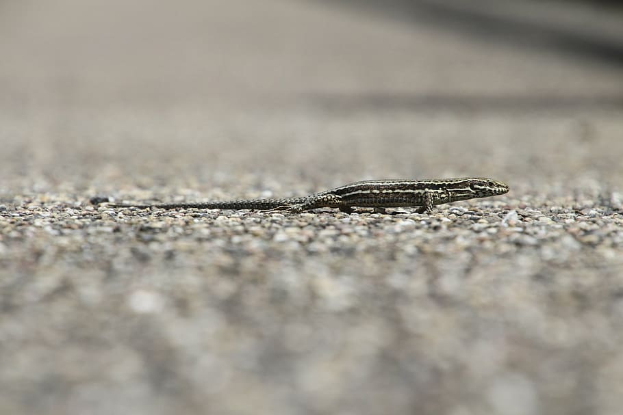 Eidechse, Mauereidechse, echte Eidechse, Natur, Reptil, Tier, sonnig, Stein, Lauf, Deutschland, eifel, schließen, Tierwelt, ein Tier, Tiere in freier Wildbahn, selektiver Fokus, Wirbeltier, keine Leute, Tag, draußen, Nahansicht, Tierkörperteil, in voller Länge, Land, tarnen, Schlange, Oberflächenniveau, giftig, Tierwaage, 5K