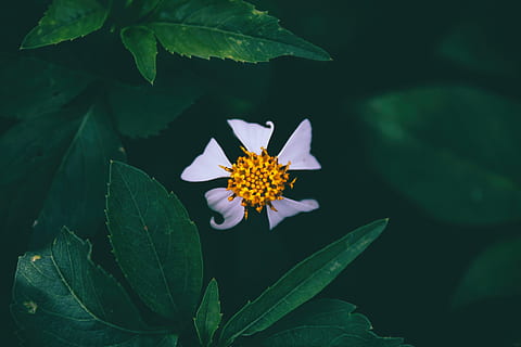 Nahansicht, Foto, Weiß, Blütenblatt Blume, erste Blume, Blume, Blatt, Natur, Pflanze, Sommer-, grüne Farbe, Blütenblatt, draußen, Schönheit in der Natur, blühen, Frische, Zerbrechlichkeit, Pflanzenteil, blühende Pflanze, Wachstum, Verletzlichkeit, Blütenstand, Blütenkopf, keine Leute, Pollen, High Angle View, Blätter, Lotus Seerose, lila, 5K, CC0, gemeinfrei, lizenzfrei