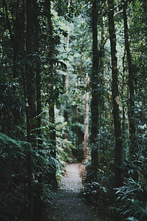 desiderato, sentiero, circondato, alberi, fotografia, verde, alberi di foglie, foglia verde, foresta, natura, albero, bosco, all'aperto, paesaggio, nessuno, Paesaggi, area selvaggia, Pino, bellezza nella natura, estate, tronco d'albero, la tranquillità, pianta, terra, tronco, crescita, giorno, direzione, la strada davanti, scena tranquilla, concentrarsi sulle conoscenze acquisite, colore verde, pista, albero di conifere, 5K, CC0, dominio pubblico, privo di copyright