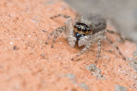 melompat laba-laba, Madagaskar, laba-laba, makro, alam, arakhnida, margasatwa, predator, bug, di luar ruangan, arachnoid, pemburu, arthropoda, satu binatang, satwa liar hewan, tema binatang, binatang di alam liar, hewan, invertebrata, serangga, mata, fokus selektif, merapatkan, potret, tidak ada orang, melihat kamera, bagian tubuh hewan, mata binatang, kecil, 2K, CC0, domain publik, bebas royalti