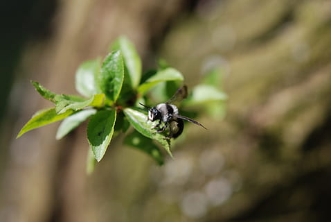 Bumblebee, Spring, Nature, Macro, insect, close-up, animal, plant, leaf, green Color, summer, outdoors, wildlife, animals in the wild, animal themes, plant part, animal wildlife, invertebrate, growth, one animal, no people, day, selective focus, freshness, fragility, 4K, CC0, public domain, royalty free