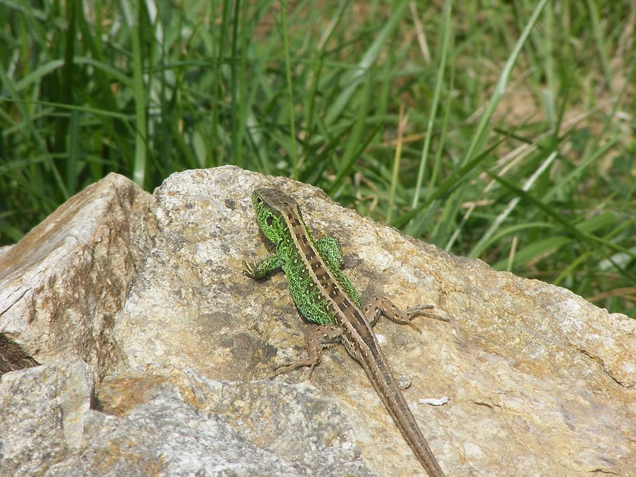 animals, naturalesa, llangardaix de sorra, llangardaix, verd, rèptil, animals de sang freda, pedra, pedres, pedres de granit, granit, trossos de granit, estiu, herba, un animal, fauna animal, animals a la natura, temes d'animals, animal, rock, centrar-se en primer pla, rock - object, sòlid, color verd, insecte, cap gent, dia, invertebrat, primer pla, vertebrats, a l'aire lliure, 1080P