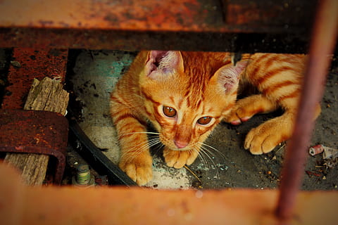 testa Rossa, gatto, gattino, mammifero, temi animali, animali domestici, domestico, animale, felino, gatto domestico, un animale, vertebrato, ritratto, nessuno, guardando la fotocamera, messa a fuoco selettiva, giorno, concentrarsi sullo sfondo, legno - materiale, avvicinamento, all'aperto, baffo, gatto rosso, potabile, 2K, CC0, dominio pubblico, privo di copyright