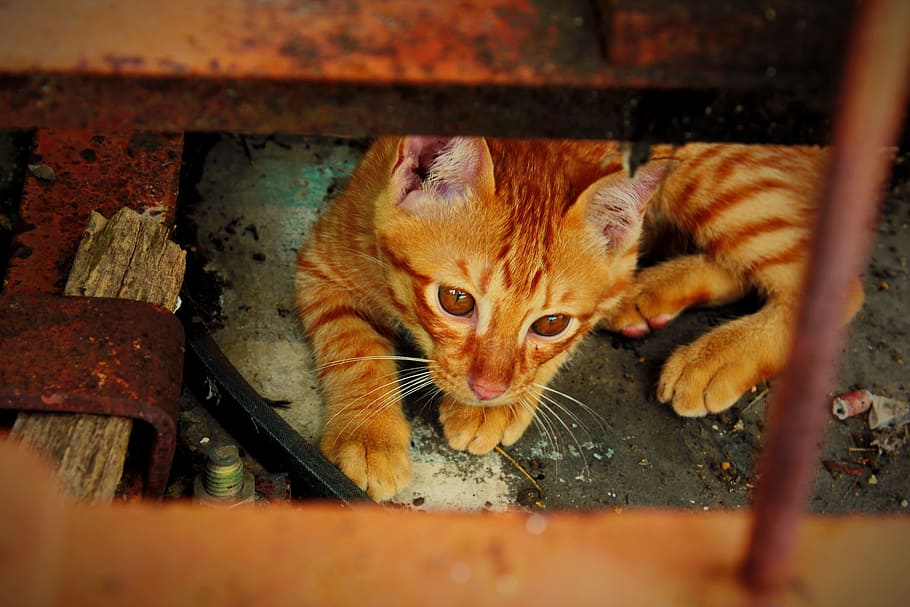 testa Rossa, gatto, gattino, mammifero, temi animali, animali domestici, domestico, animale, felino, gatto domestico, un animale, vertebrato, ritratto, nessuno, guardando la fotocamera, messa a fuoco selettiva, giorno, concentrarsi sullo sfondo, legno - materiale, avvicinamento, all'aperto, baffo, gatto rosso, potabile, 2K