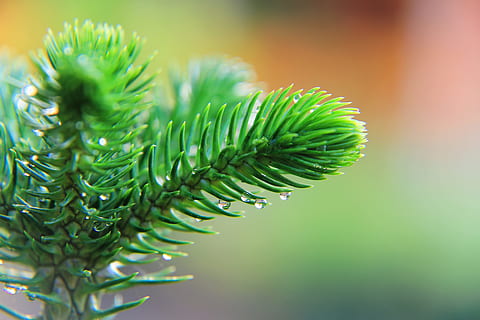 differentieret, træ, Skov, blad, Thailand, natur, vand, frisk, grøn, plante, dråbe, udendørs, friskhed, have, forår, naturlig, farve, lyse, grøn farve, tæt på, fyrretræ, ingen mennesker, fokus på forgrunden, plante del, vækst, skønhed i naturen, nåletræ, Pinaceae, selektiv fokusering, afdeling, dag, nål - plante del, ro, 5K, CC0, offentligt domæne, royaltyfrie